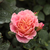 Vörös - sárga - Virágágyi grandiflora - floribunda rózsa - Michelle Bedrossian